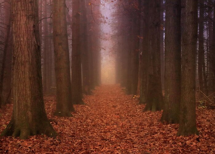  Greeting Card featuring the photograph Autumn Pathway by Rob Blair