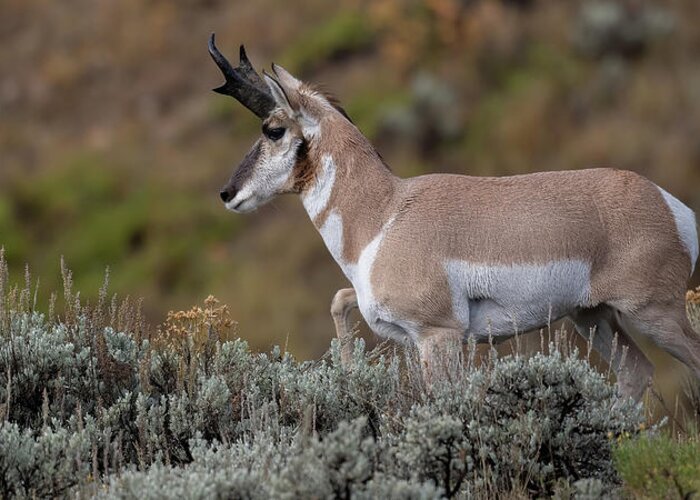 Pronghorn Greeting Card featuring the photograph Autumn Pronghorn. by Paul Martin