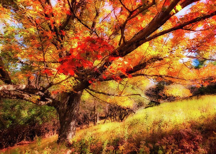 Fall Greeting Card featuring the photograph Autumn Red Tree on a Blue Ridge Hill fx by Dan Carmichael