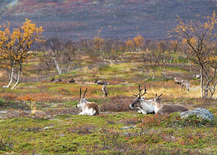 Reindeer Greeting Card featuring the photograph Autumn reindeer by Thomas Kast