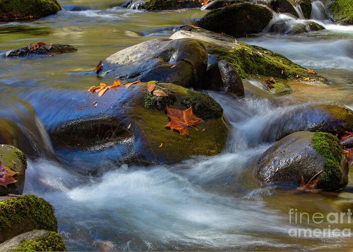 Landscapes Greeting Card featuring the photograph Autumn River in the Smoky Mountains by Theresa D Williams