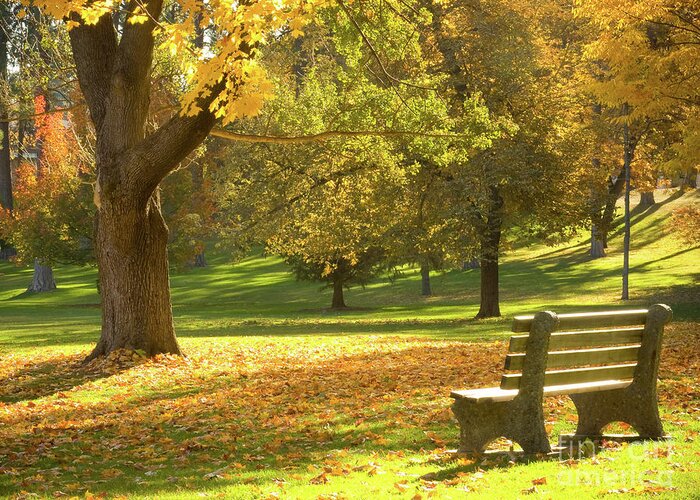 Washington Greeting Card featuring the photograph Autumn Seating by Idaho Scenic Images Linda Lantzy
