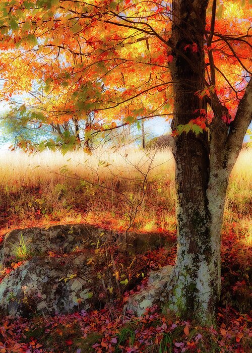 Fall Greeting Card featuring the photograph Autumn Shade Beneath the Tree fx by Dan Carmichael