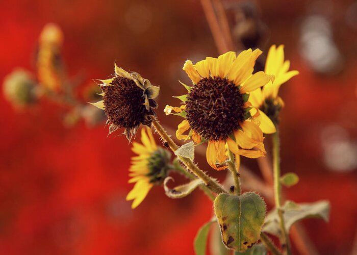 Autumn Greeting Card featuring the photograph Autumn Sunflowers by Toni Hopper