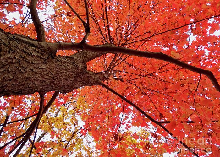 Tree Greeting Card featuring the photograph Autumn Tree Looking UP by Beth Myer Photography