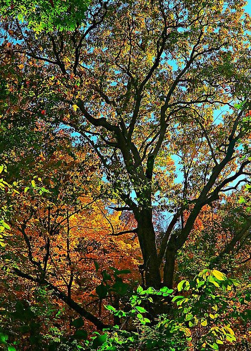 Forest Greeting Card featuring the photograph Autumnal Bliss by Steve Warnstaff