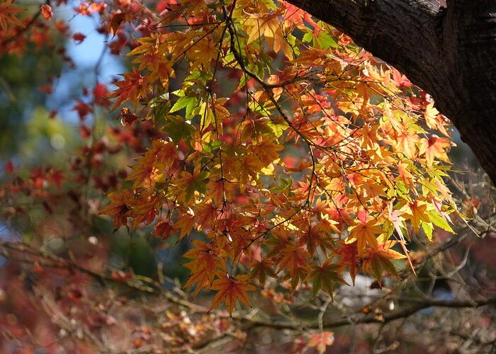 Autumn Greeting Card featuring the photograph Autumnal Foliage by Ricardo J Ruiz de Porras