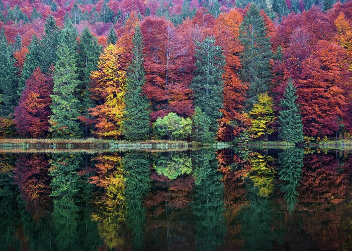 Adlgass Greeting Card featuring the photograph Autumnal Trees in Shade, Frillensee by Alexander Kunz
