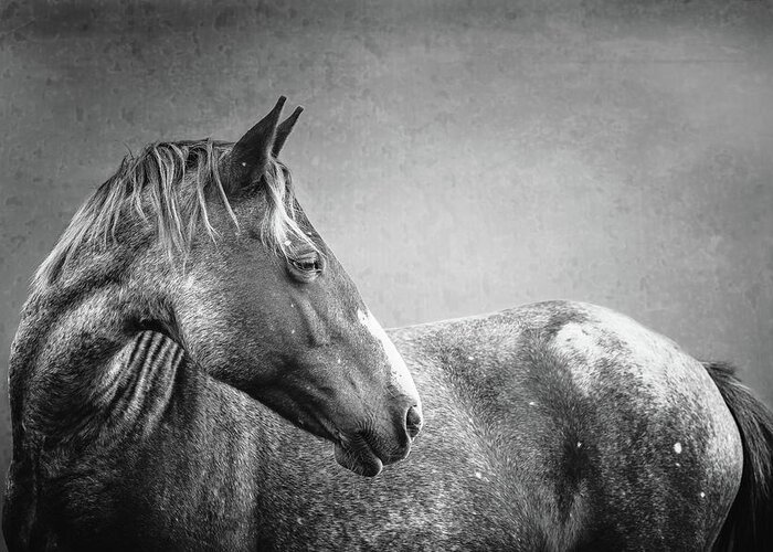 Horse Greeting Card featuring the photograph Avery II - Horse Art by Lisa Saint