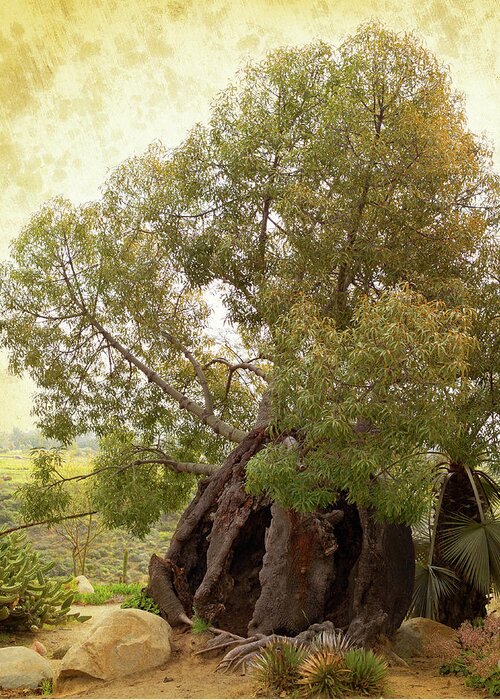 Awakening Greeting Card featuring the photograph Awakening - Queensland Bottle Tree in the Desert Cactus Garden in Balboa Park, San Diego, California by Denise Strahm