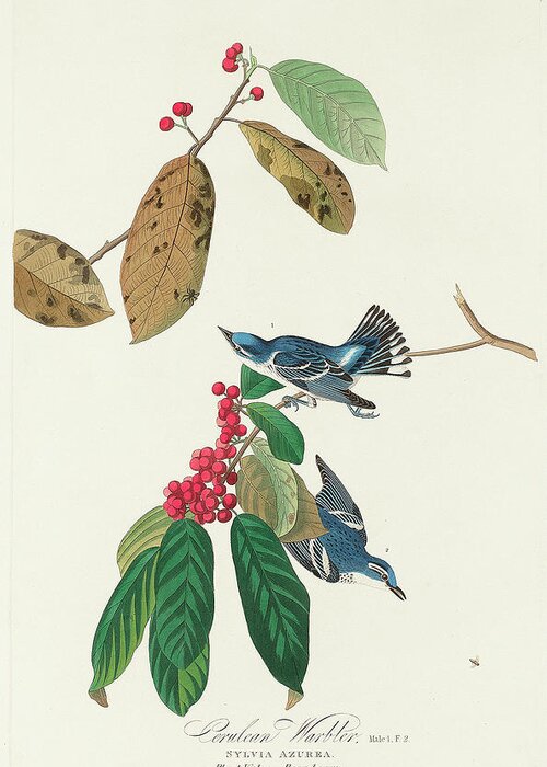 Audubon Birds Greeting Card featuring the drawing Azure Warbler by John James Audubon