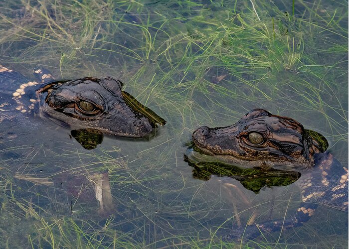 Aligator Greeting Card featuring the photograph Baby Aligatots by Larry Marshall