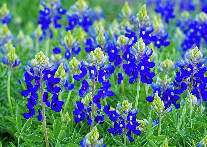 Texas Bluebonnets Greeting Card featuring the photograph Baby Bluebonnets by Lynn Bauer
