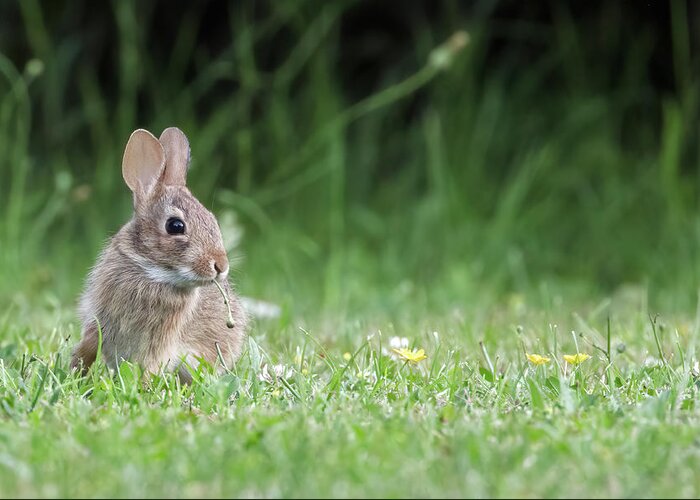 Baby Rabbit Greeting Card featuring the photograph Baby Eastern Cottontail Rabbit by Michael Russell