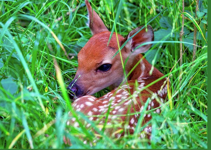 Fawn Greeting Card featuring the photograph Baby Fawn In Tall Grass by Laura Vilandre