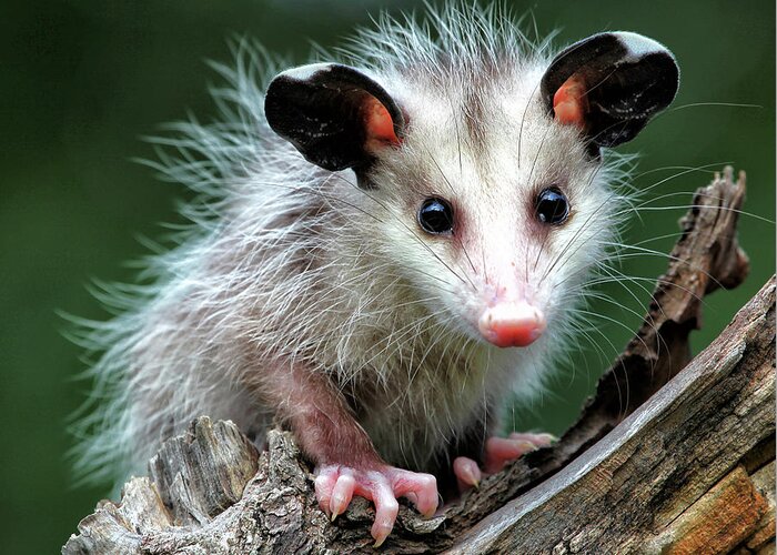  Greeting Card featuring the photograph Baby Opossum by William Rainey