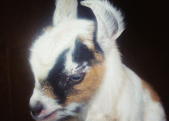 Pigmy Goat Greeting Card featuring the photograph Baby Pigmy Goat by Mark Egerton