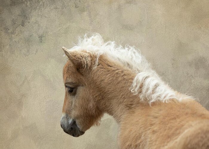 Shetland Pony Greeting Card featuring the photograph Baby Shetland Pony by Eva Lechner