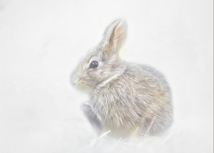 Snow Greeting Card featuring the photograph Baby Snow Bunny by Marjorie Whitley