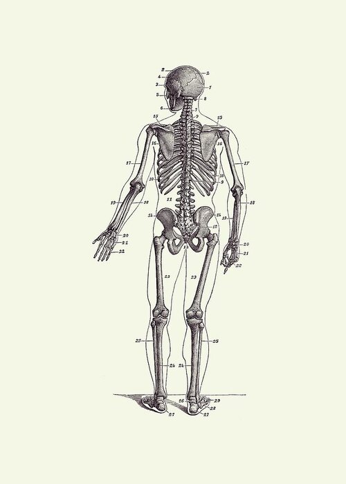 Human Body Greeting Card featuring the drawing Backward Facing Skeletal Diagram - Vintage Anatomy Print 2 by Vintage Anatomy Prints