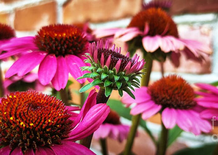 Coneflower Greeting Card featuring the photograph Backyard Color by Robert Knight