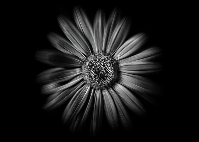 Abstract Greeting Card featuring the photograph Backyard Flowers In Black And White 52 Flow Version by Brian Carson