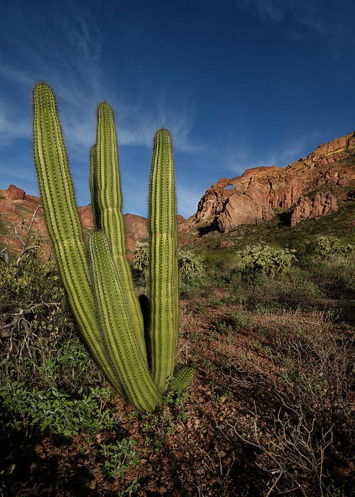 Ajo Mountain Drive Greeting Card featuring the photograph Bagpipe Organ Pipe by James Covello