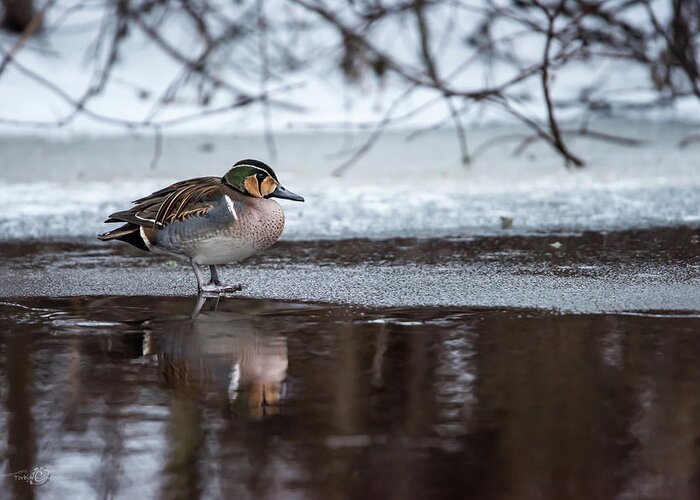 Baikal Teal Greeting Card featuring the photograph Baikal Teal a rare visitor in Sweden by Torbjorn Swenelius