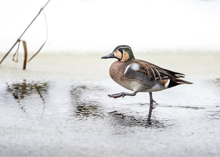 Baikal Teal Greeting Card featuring the photograph Baikal Teal, the beautiful and rare visitor in Sweden, walks wit by Torbjorn Swenelius