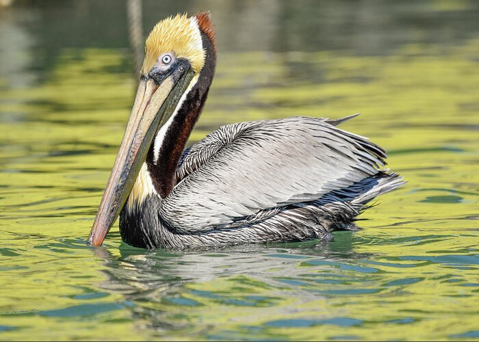 Brown Pelican Greeting Card featuring the photograph Bait Stand Reflections by Christopher Rice