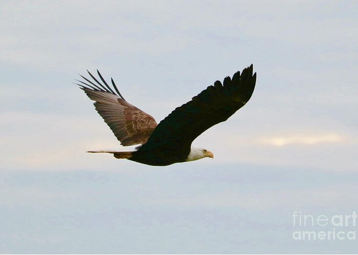 Bald Eagle Greeting Card featuring the photograph Bald Eagle Flying with Light Blue Sky by Carol Groenen