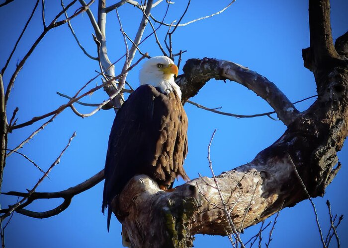 Bird Greeting Card featuring the photograph Bald Eagle - 1 by Alan C Wade