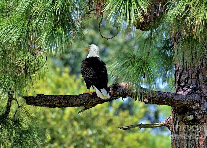 Bald Eagle Greeting Card featuring the photograph Bald Eagle American Symbol by Julie Adair