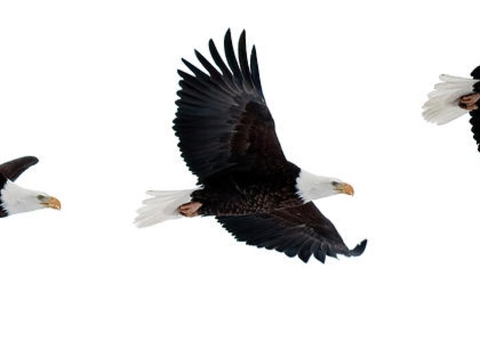 Bald Greeting Card featuring the photograph Bald Eagle Composite by Gary Langley