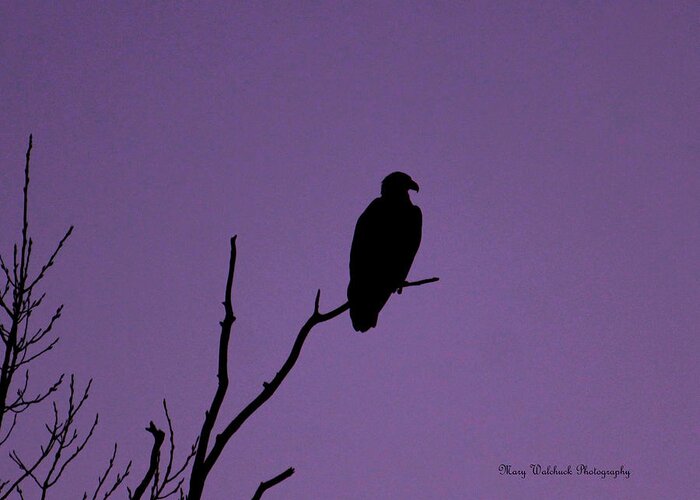 Eagle Greeting Card featuring the photograph Bald Eagle in Silhouette by Mary Walchuck
