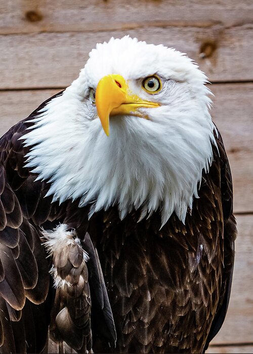 Bald Greeting Card featuring the digital art Bald Eagle Ketchikan by SnapHappy Photos