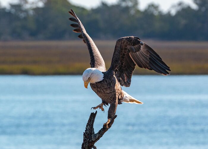 Bald Eagle Greeting Card featuring the photograph Bald Eagle Landing by D K Wall