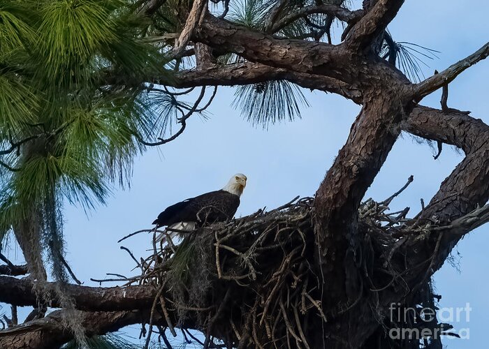 Bald Eagle Greeting Card featuring the photograph Bald Eagle on a Nest near Holiday Florida by L Bosco