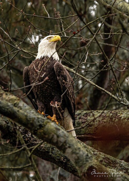 Bird Greeting Card featuring the photograph Bald Eagle perched by Jamie Tyler