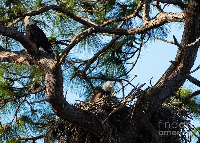 Eagles Greeting Card featuring the photograph Bald Eagles Nesting Along the Anclote Trail by L Bosco