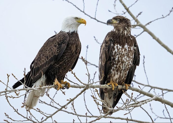 Bald Eagles Greeting Card featuring the photograph Bald Eagles on Branch by Wesley Aston