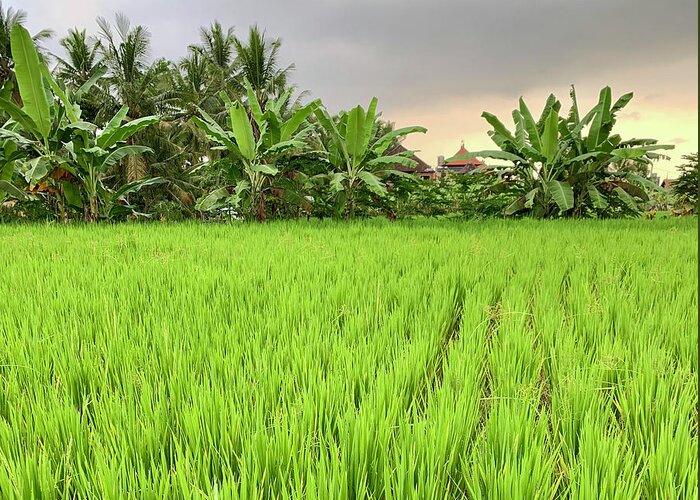 Bali Greeting Card featuring the photograph Bali Fields by Wendy Golden