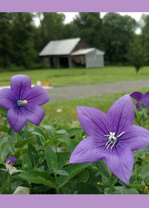 Balloon Flower Greeting Card featuring the photograph Balloon Flowers and Barn by Vicki Noble