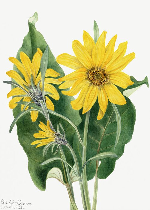Balsamroot Greeting Card featuring the painting Balsamroot. By Mary Vaux Walcott by World Art Collective