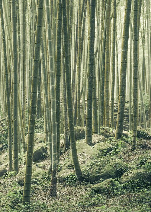 Bamboo Greeting Card featuring the photograph Bamboo Silence by Alexander Kunz