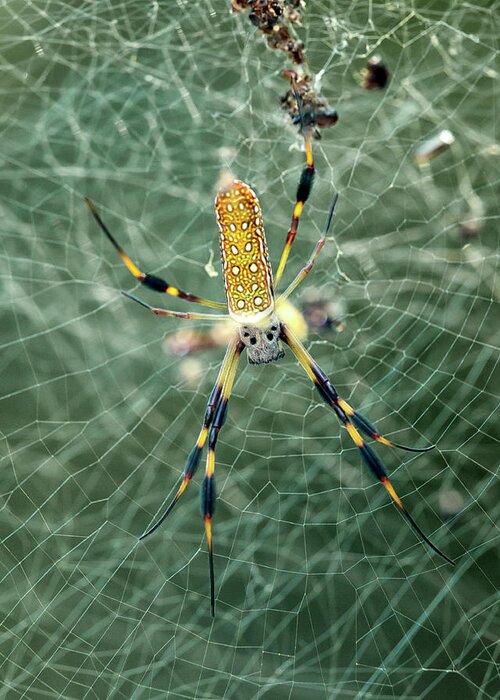 Banana Greeting Card featuring the photograph Banana Spider by Travis Rogers