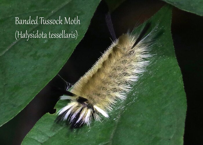 Nature Greeting Card featuring the photograph Banded Tussock Moth caterpillar by Mark Berman