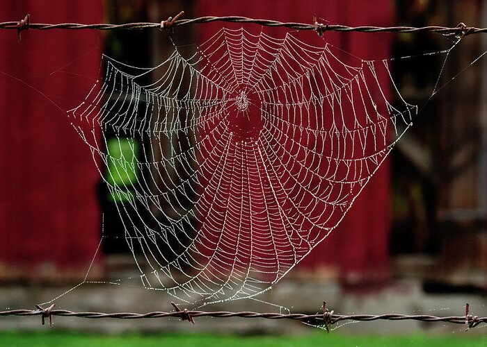 Spider Greeting Card featuring the photograph Barbed Web - Dew bedazzled spider web suspended between barbed wires at a WI tobacco shed by Peter Herman