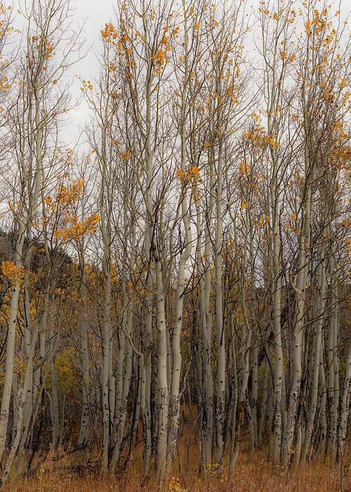Colorado Greeting Card featuring the photograph Bare Aspens by Kevin Schwalbe