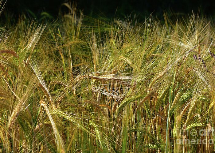 Nature Greeting Card featuring the photograph Barley Crop - Hordeum vulgare by Yvonne Johnstone
